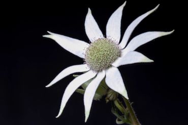 White flower with long petals against a black background.