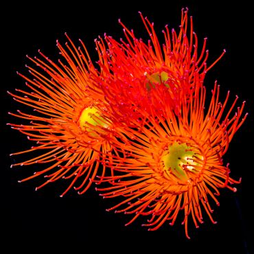 Bright orange-red flowers with long stamens.