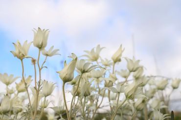 photo of flannel flowers