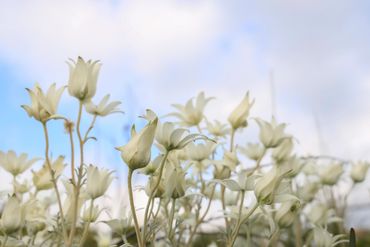 photo of flannel flowers