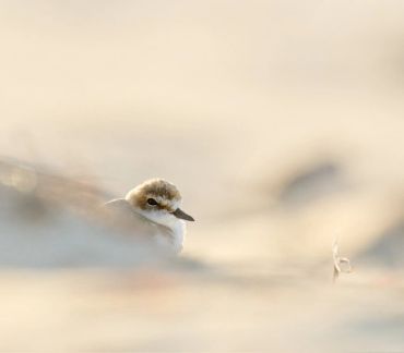 A small bird resting in soft, sandy surroundings.