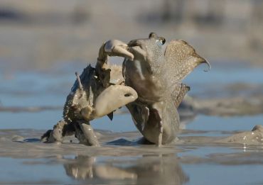 Two mudskippers interacting in a muddy habitat.