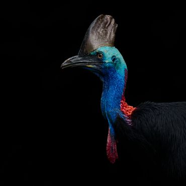 A vibrant cassowary against a black background.