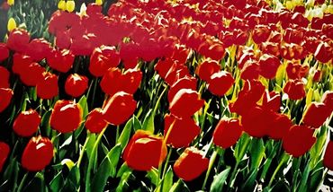 photo of tulips