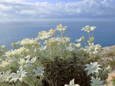 photo of flannel flowers