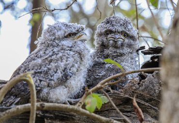 photo of tawny frogmouth chicks