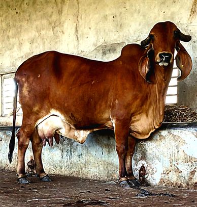 Gir cows