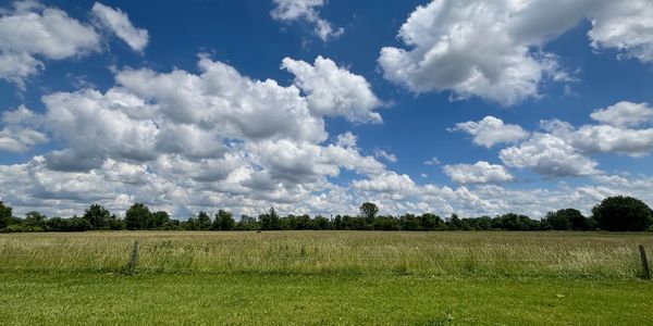 A field beneath a blue sky with fluffy white clouds.