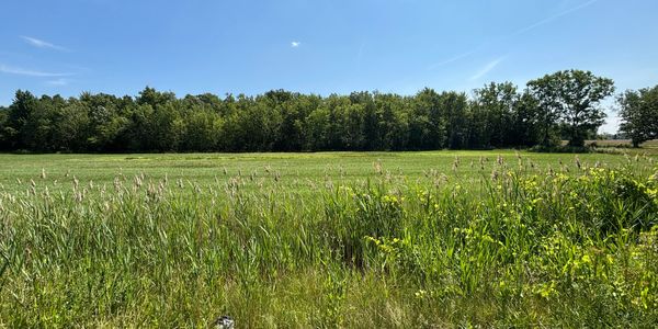 Green field under a clear blue sky.