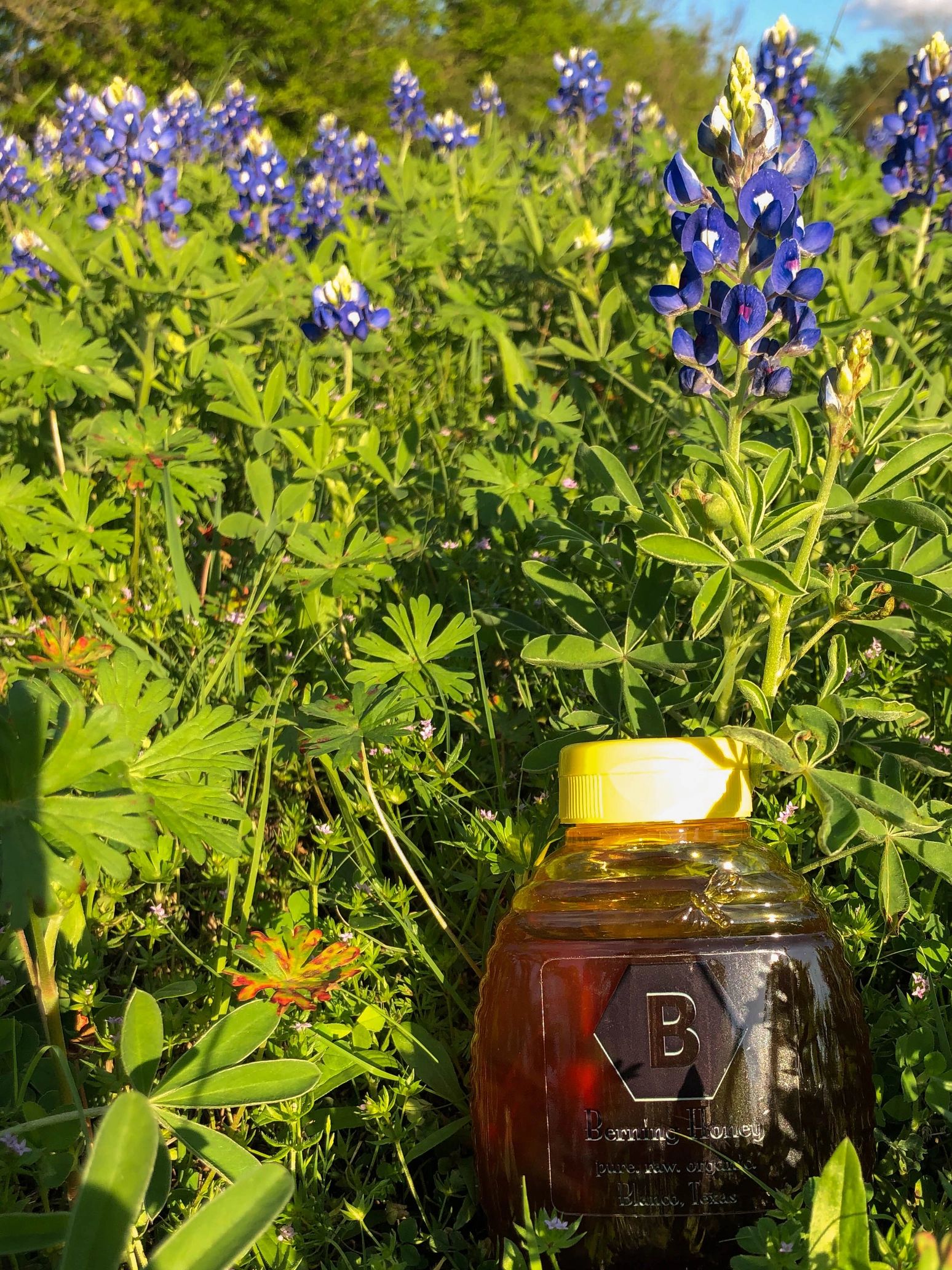 This is a picture of a bottle of honey laying in the Texas wildflowers.