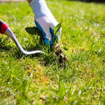 Hand with glove pulling a weed from the grass using a weeding tool.