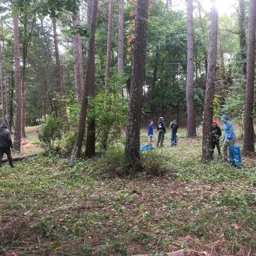 People cleaning up a wooded area with trash bags during daytime.