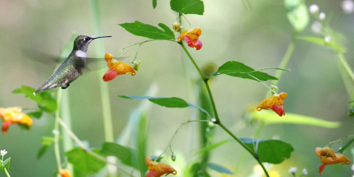 A hummingbird hovers near orange flowers in a green garden.
