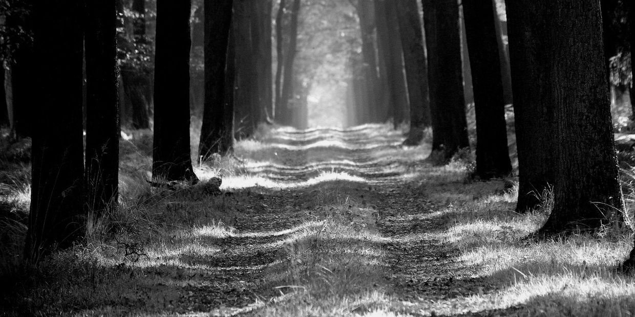 black and white photo of an overgrown forest road into the trees