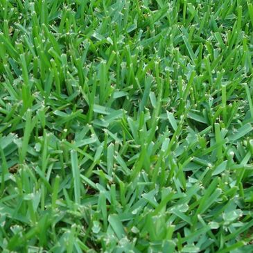 Fresh Delivered St. Augustine Grass