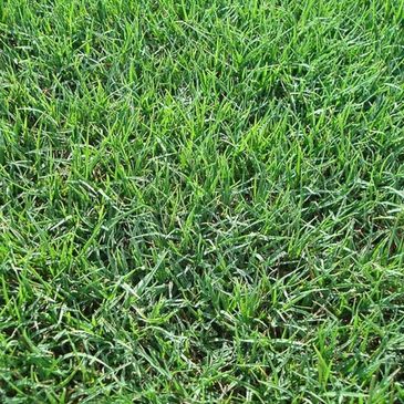 Fresh Delivered Bermuda Grass