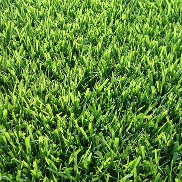 Fresh Delivered Zoysia Grass