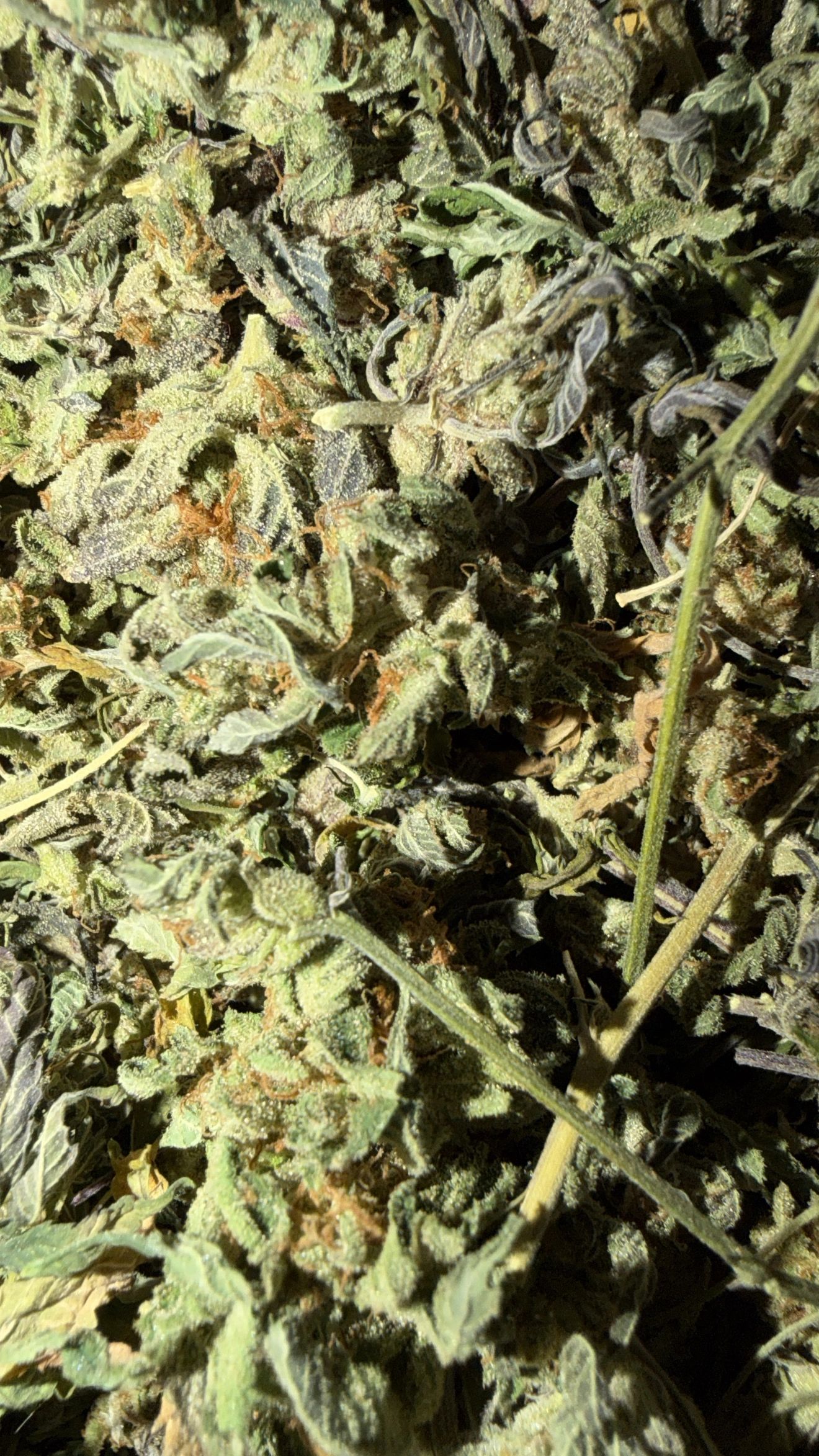 Living Soil Trim - Focus F3 product photo 1