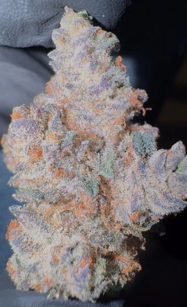 Oreoz - Living Soil Exotic THCa Flower — 14g