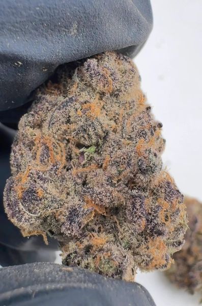 Chimera - Living Soil Exotic THCa Flower — 3.5g