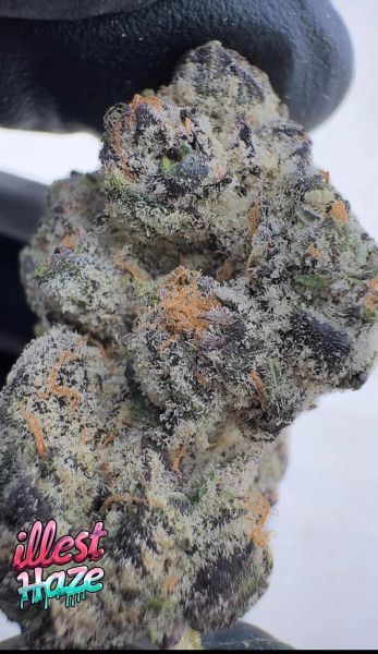 Sherbiscotti – Craft Batch Living Soil THCa Flower — 3.5g