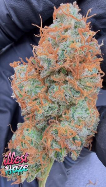 Focus F3 – Micro Batch Living Soil THCa Flower — 3.5g