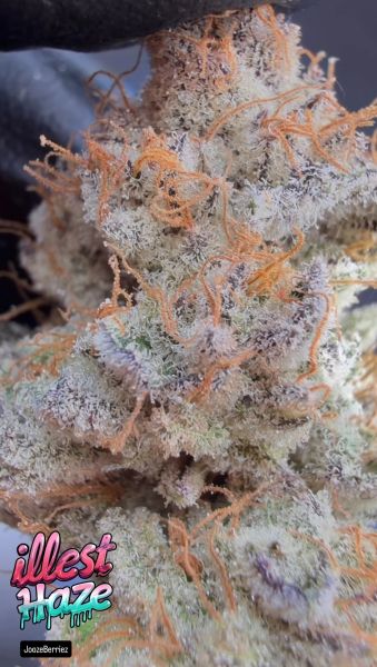 JoozeBerriez – Micro Batch Living Soil THCa Flower — 3.5g