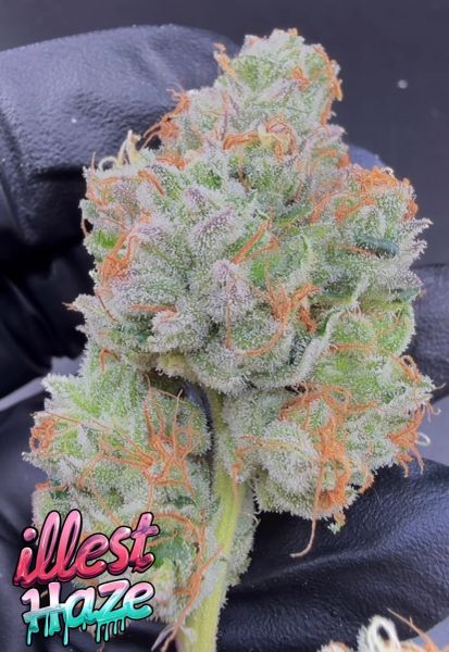 Guava Jelly – Micro Batch Living Soil THCa Flower — 3.5g