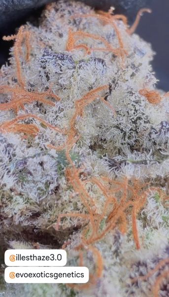 MJoG1.0 – Micro Batch Living Soil THCa Flower — 3.5g