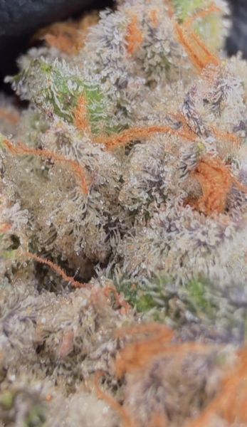 Strawb Guava Jamn – Craft Batch Living Soil THCa Flower — 3.5g
