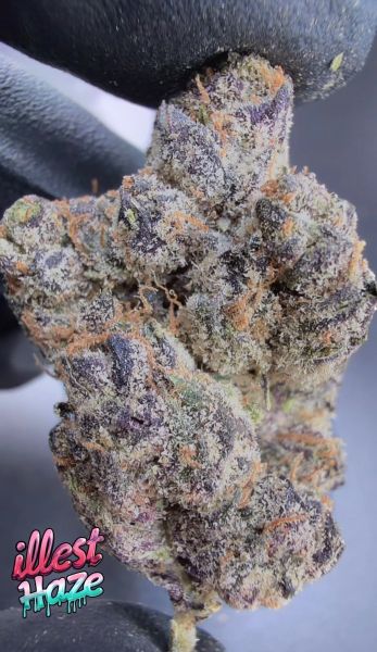 Black Maple – Craft Batch Living Soil THCa Flower — 28g