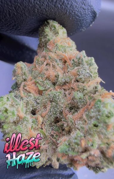 Blue Dream – Micro Batch Living Soil THCa Flower — 3.5g