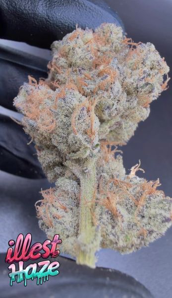 Cheese Inferno – Micro Batch Living Soil THCa Flower — 3.5g