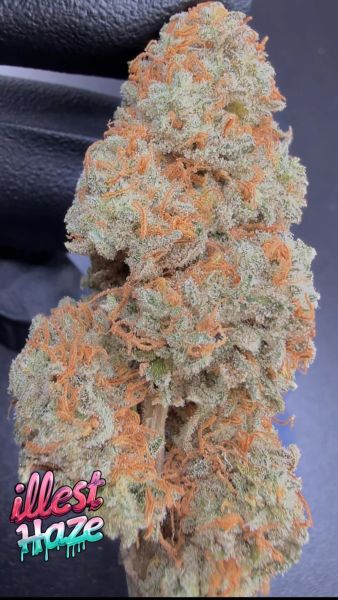 Focus F5- Micro Batch Living Soil THCa Flower 7g — 1 lbs