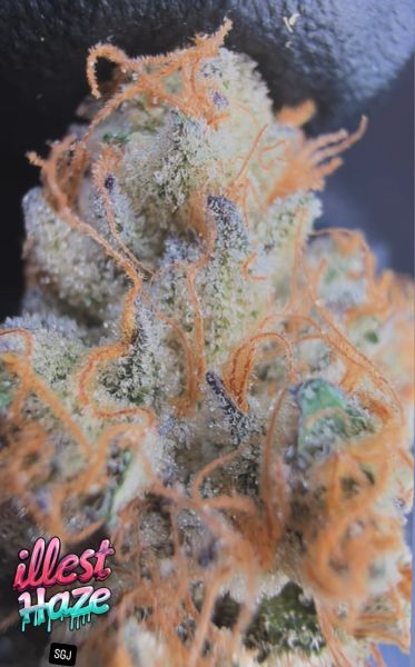 Strawb Guava Jamn - Micro Batch Living Soil THCa Flower 7g — 1 lbs