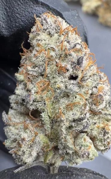 Grape TruFru – Micro Batch Living Soil THCa Flower — 1oz