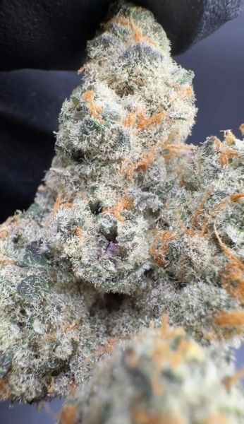 Toad Venom – Micro Batch Living Soil THCa Flower — 3_5_g