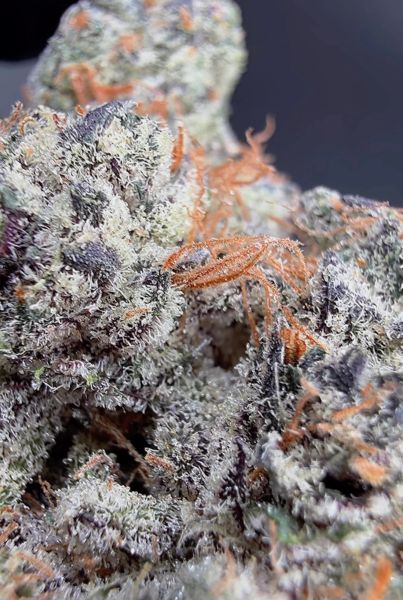 Modified Candy – Micro Batch Living Soil THCa Flower — 3.5g