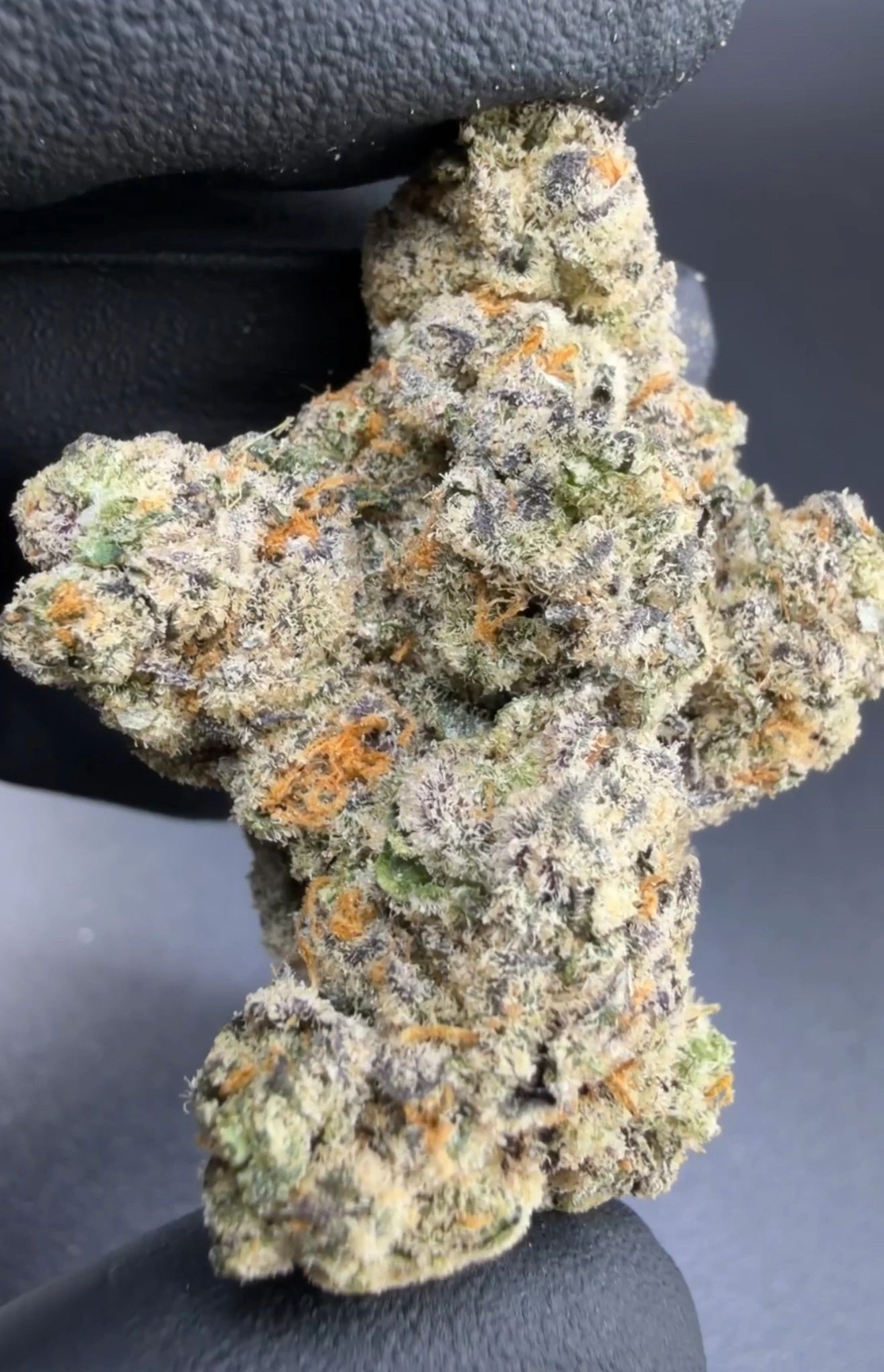 Trop Cheetah product photo 1