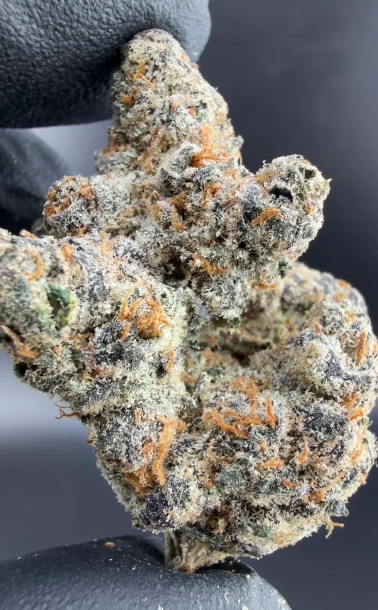 Close product photograph of the current Trop Pops living-soil flower batch from Illest Haze