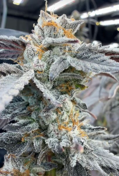 HUGE 4/20 DROP — PREORDER — 3.5g