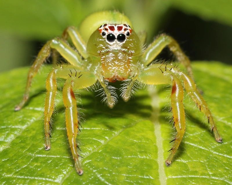 BACKYARD BIODIVERSITY: Jumping Spiders