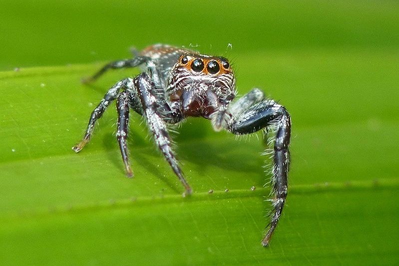 BACKYARD BIODIVERSITY: Jumping Spiders