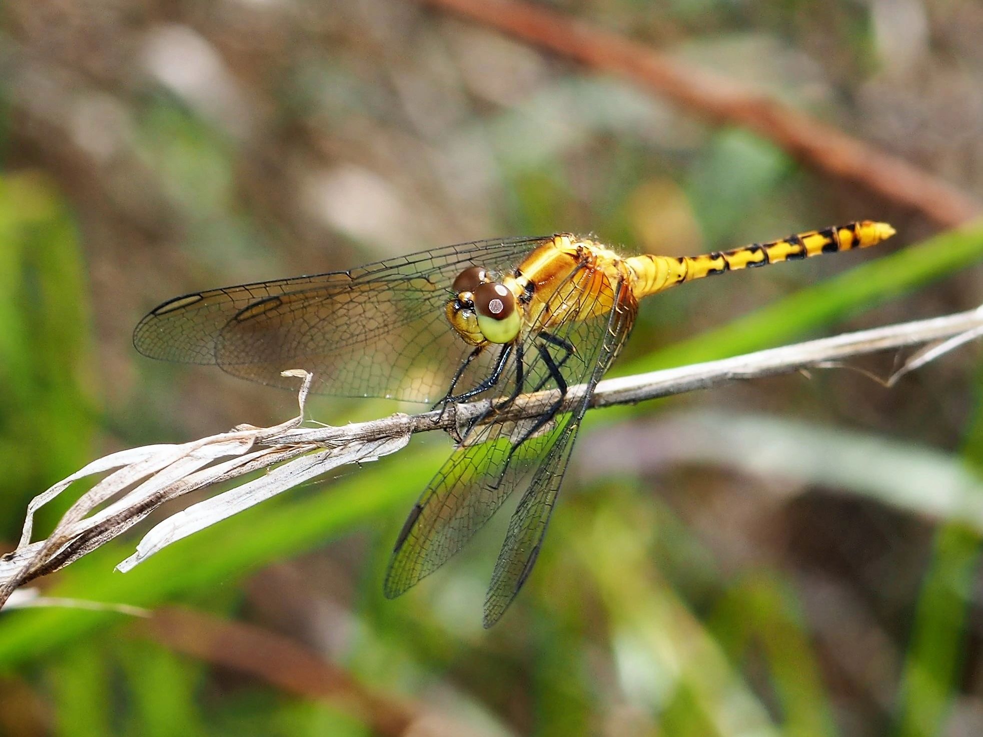 Indicator Klinkhammer Pheasants Tail - Dragonflies