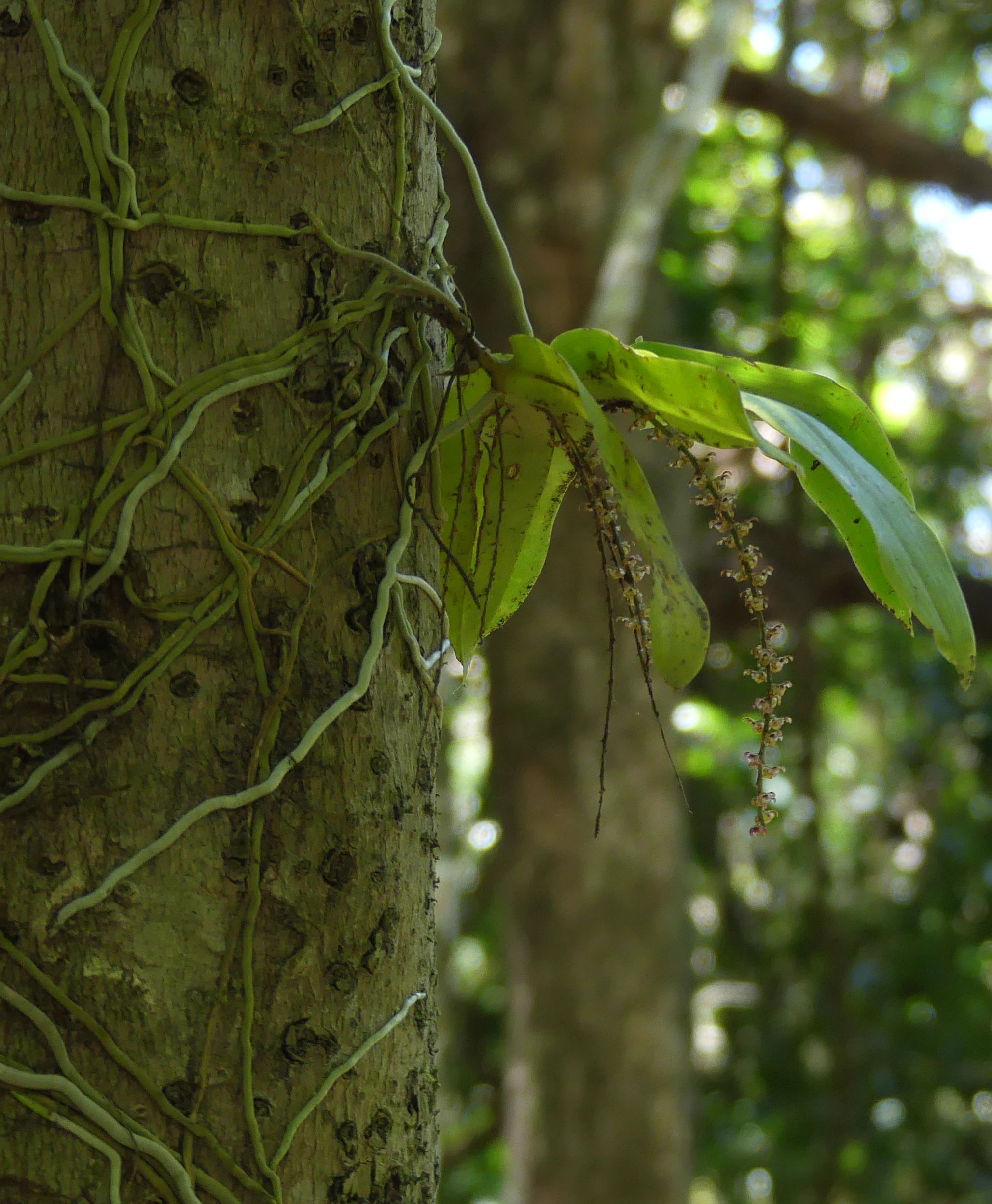 Backyard for Biodiversity SEQ - Committee Member - Robyn Combes