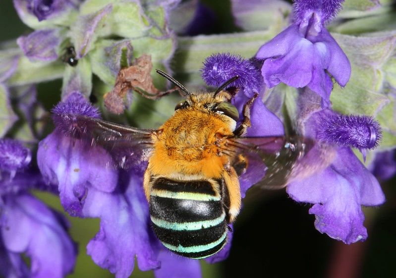 More on Native Bees of Brisbane
