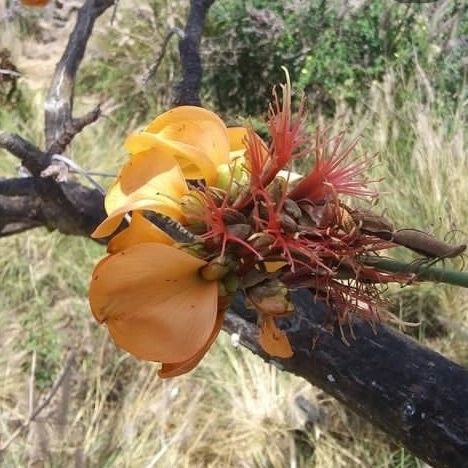 Wiliwili - Erythrina sandwicensis