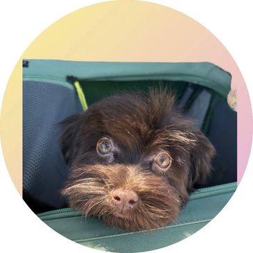 Wave is a cute, petite, spunky, open hearted AKC havanese girl.  She brings a certain chipper's to w