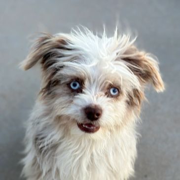 The mix that has captured my heart: Havanese and Toy Aussie mix.  Intelligence and love.  Golda will