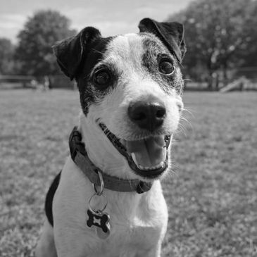 Close-up of a happy dog with a bone-shaped tag outdoors.
